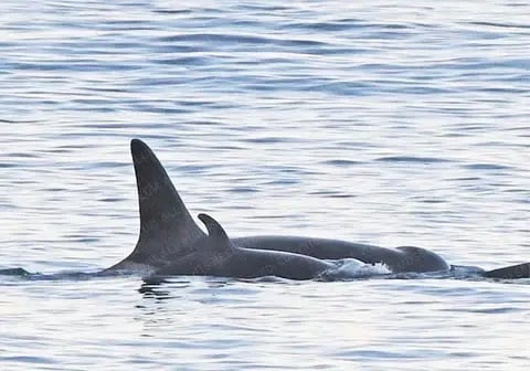 Orca Killer Whale K45 Prosper 
